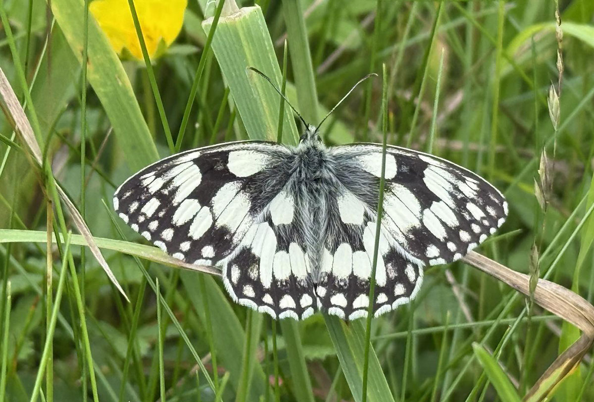 black and white butterfly in grass