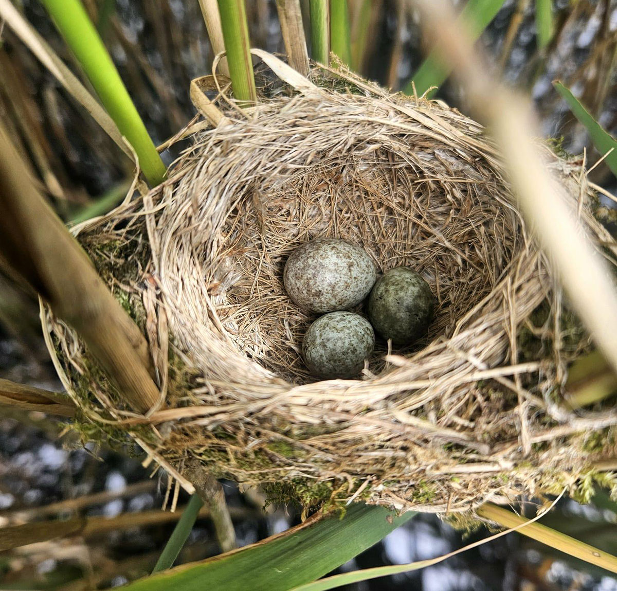 eggs in nest on the wild