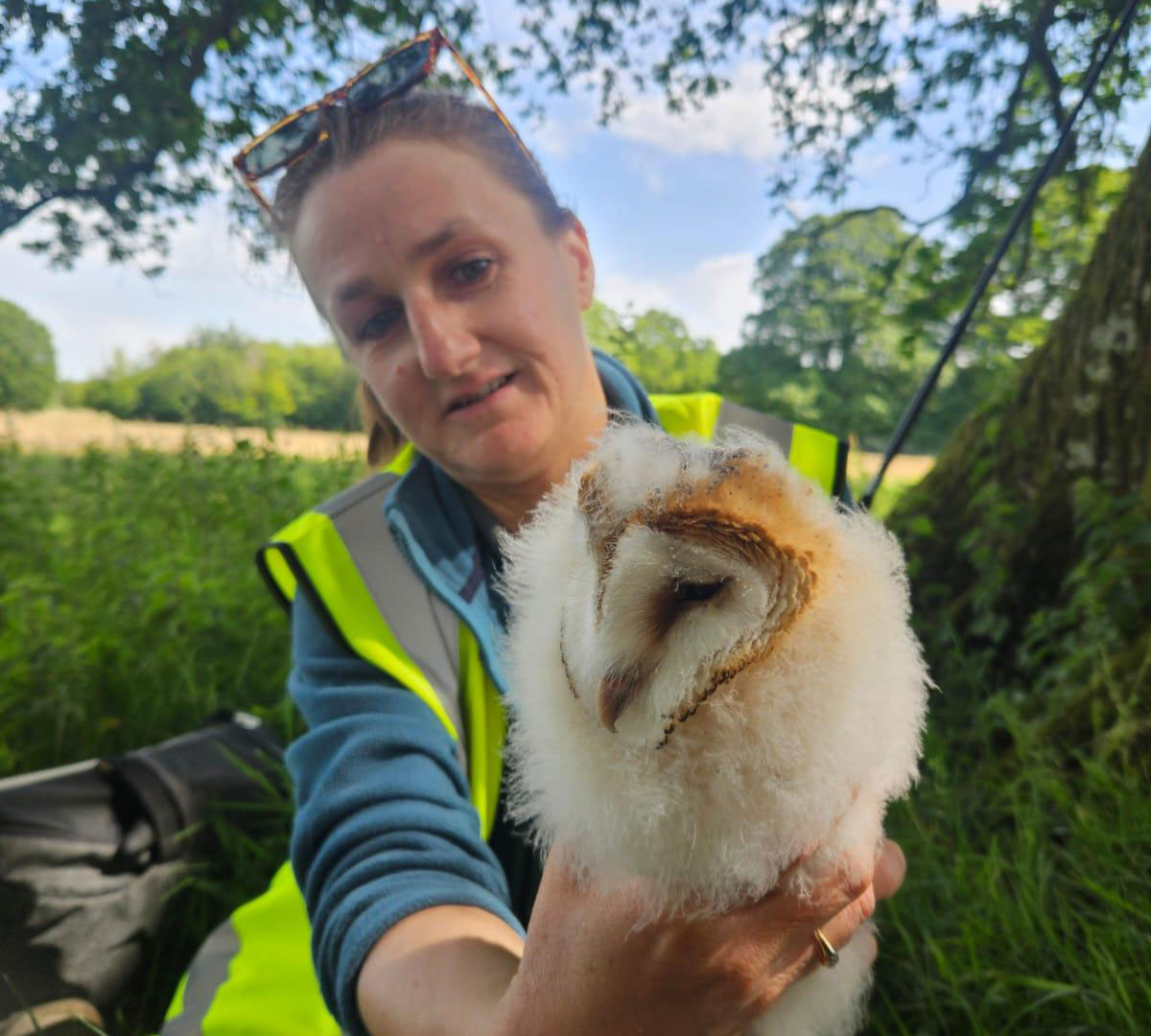 owl in the wild with nature worker