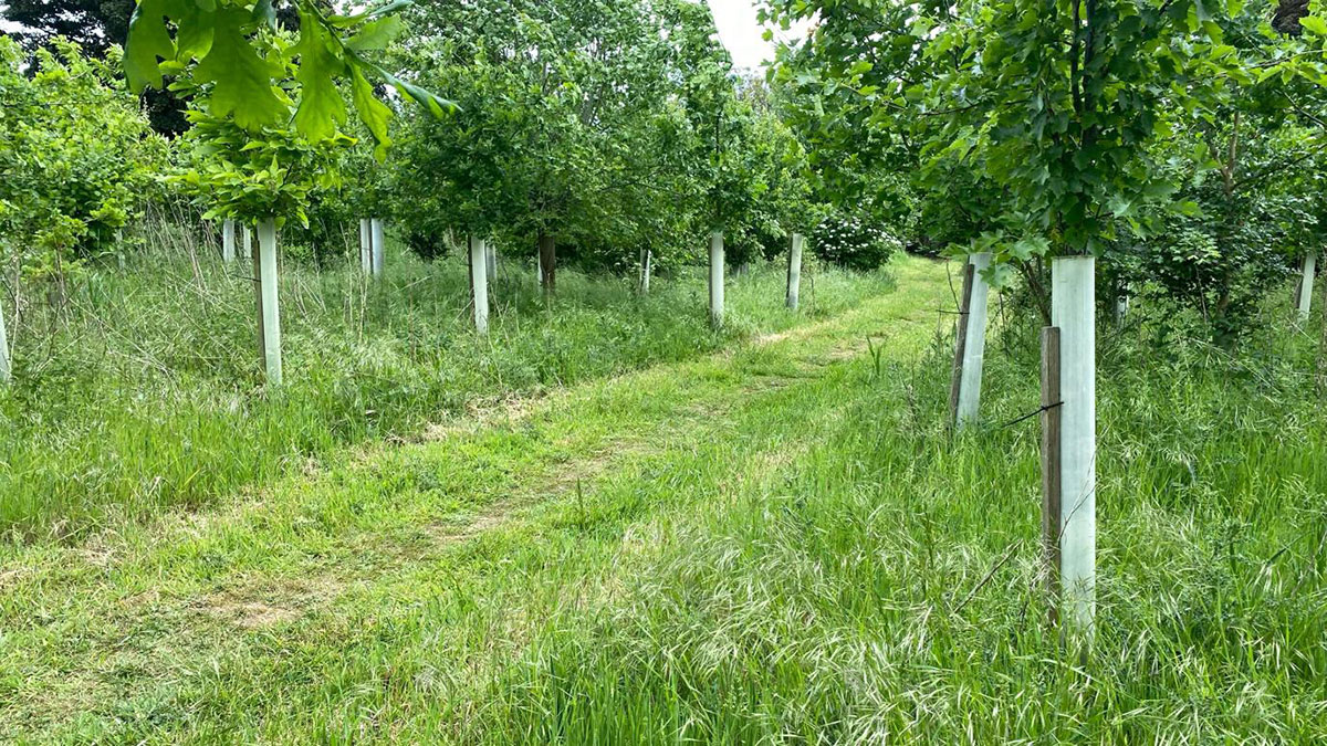 field with trees being grown and protected