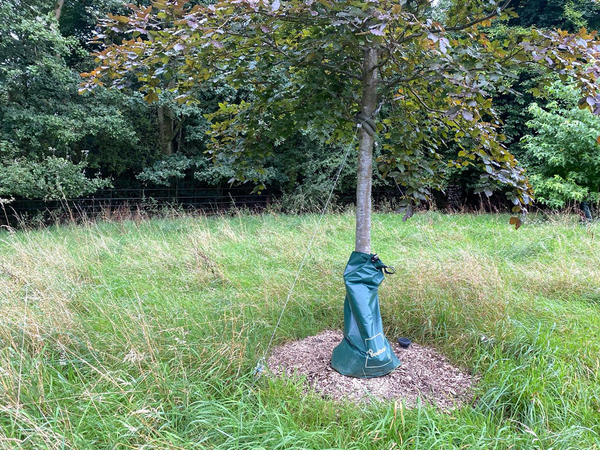tree growing with bag protector