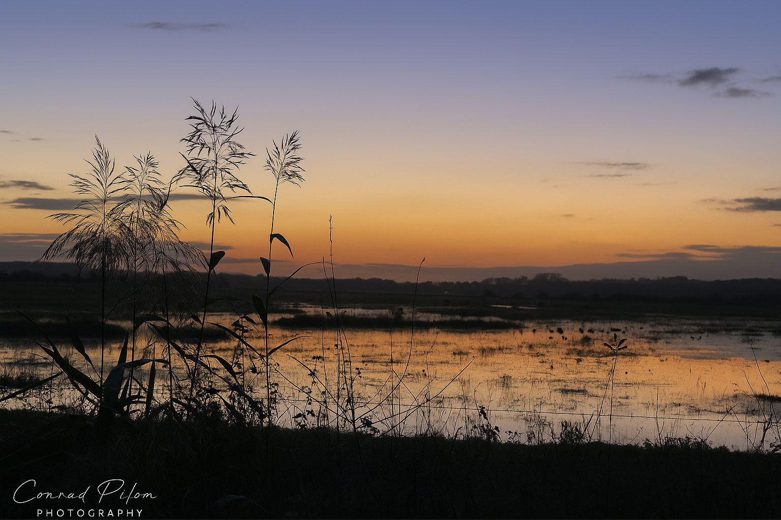 A vibrant sunset casts warm hues over a marsh, with tall grass swaying gently in the foreground.  