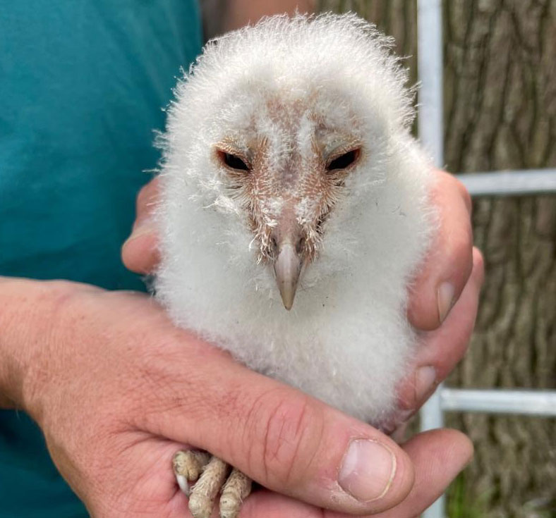 small baby barn owl