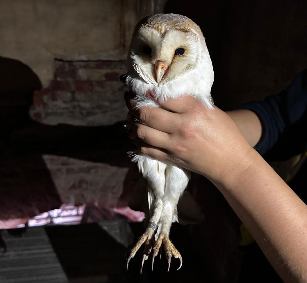 barn owl