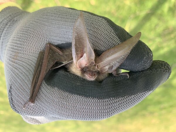 Brown+long eared+bat