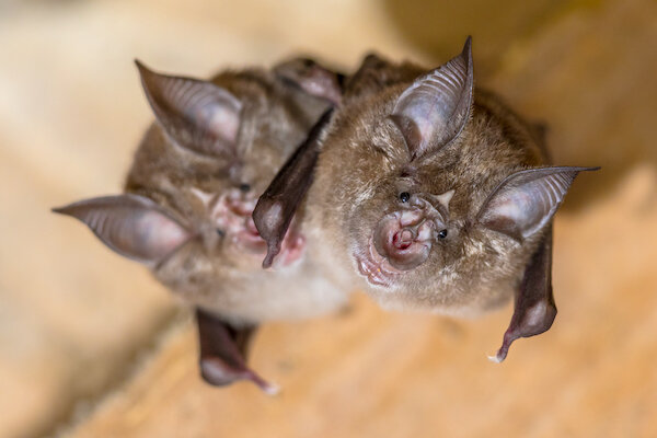 Horseshoe+bat