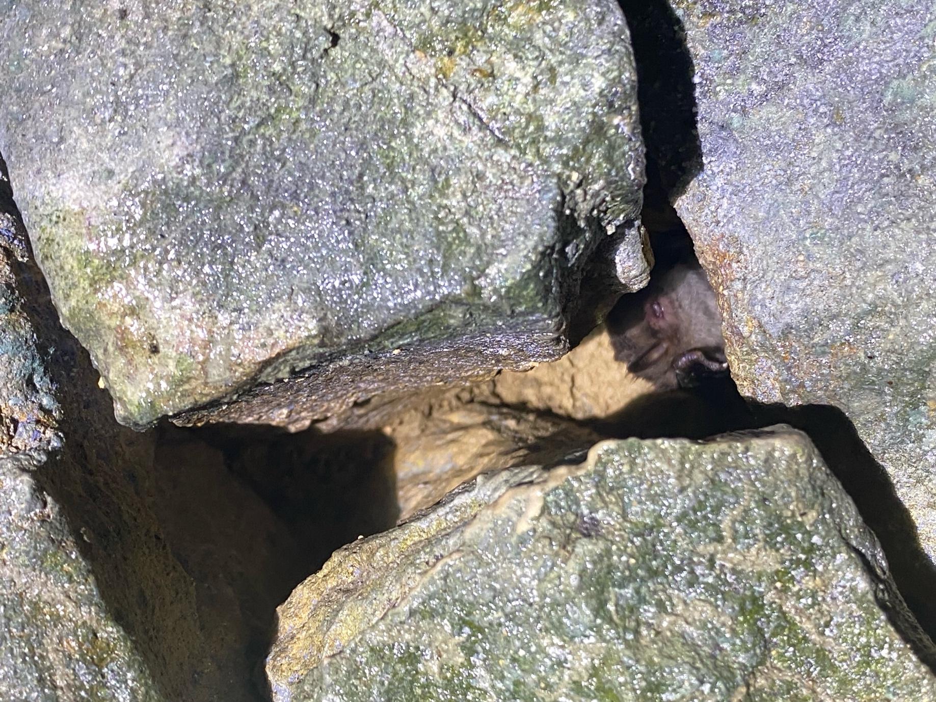 Bat roosting in a narrow crevice between stonework.