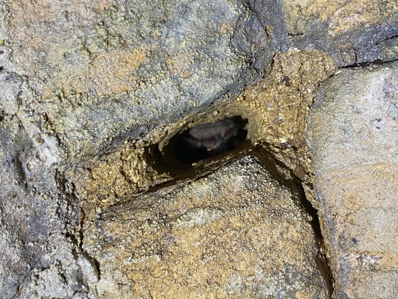 Bat roosting in a narrow crevice between stonework.