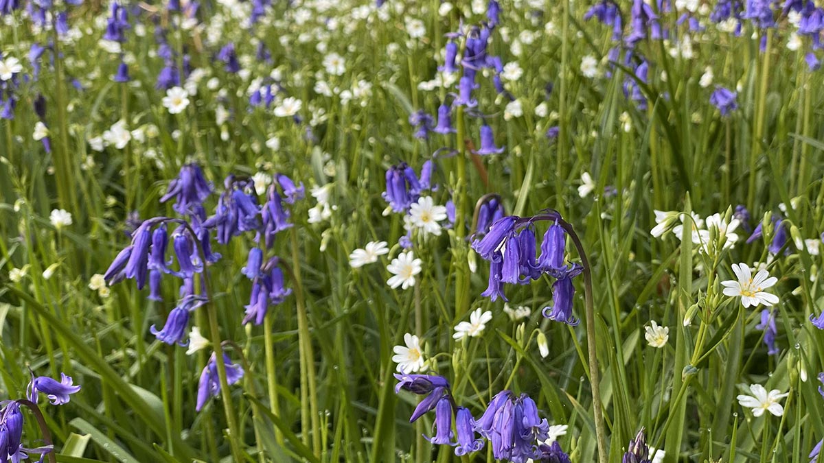 blubell stitchwort