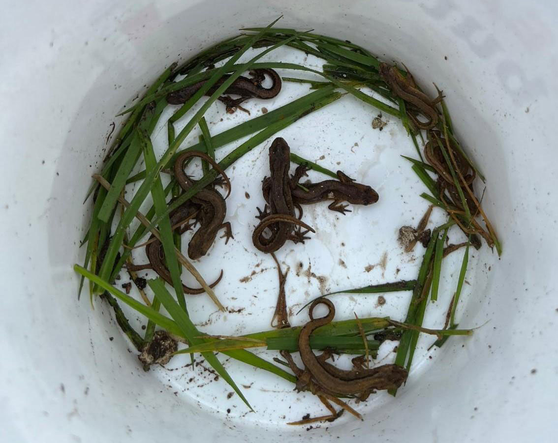 baby newts in bucket