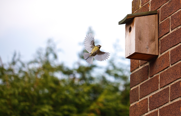 Birdbox