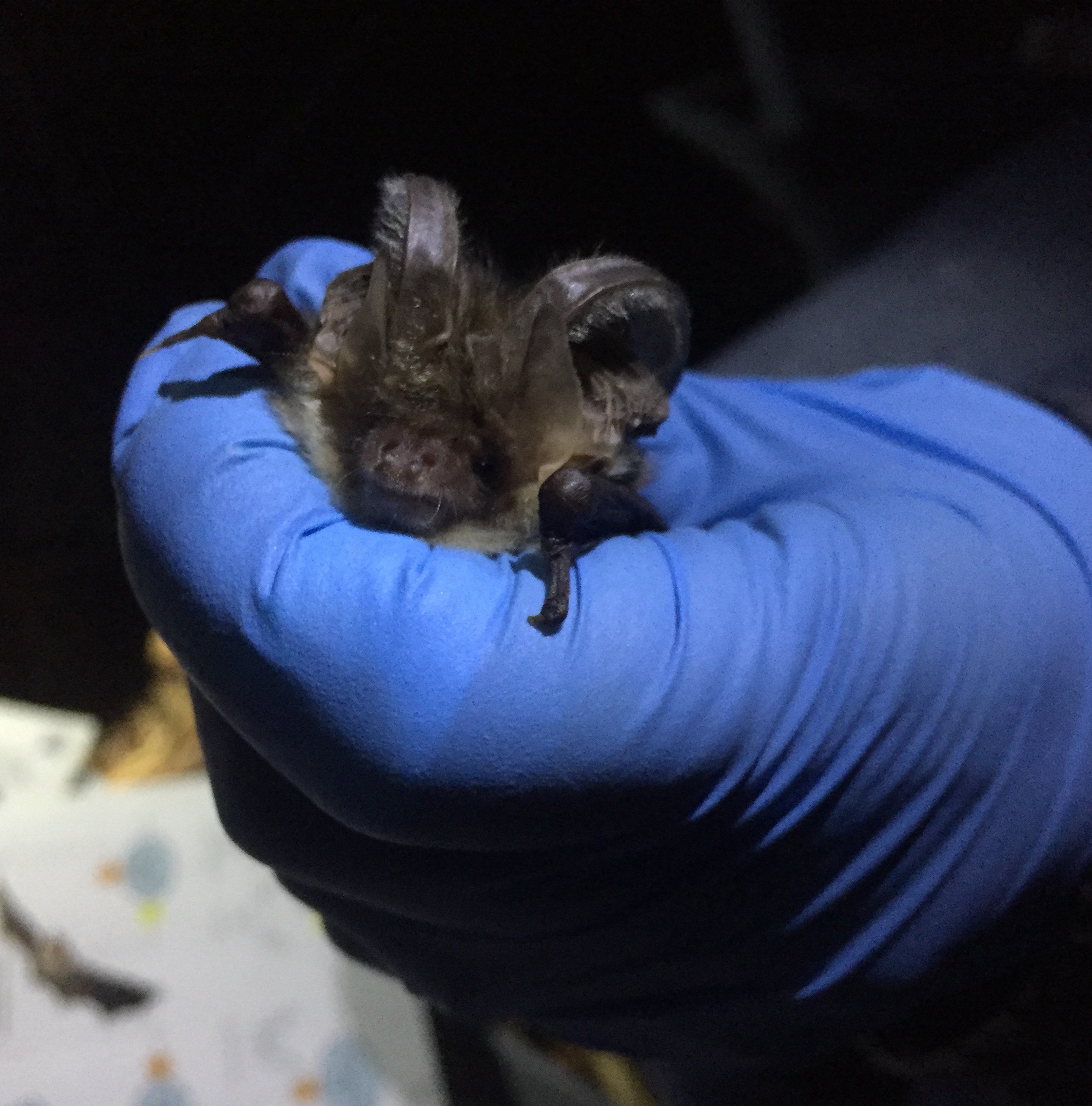 long eared bat
