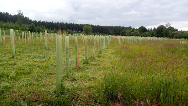 Woodland+planting