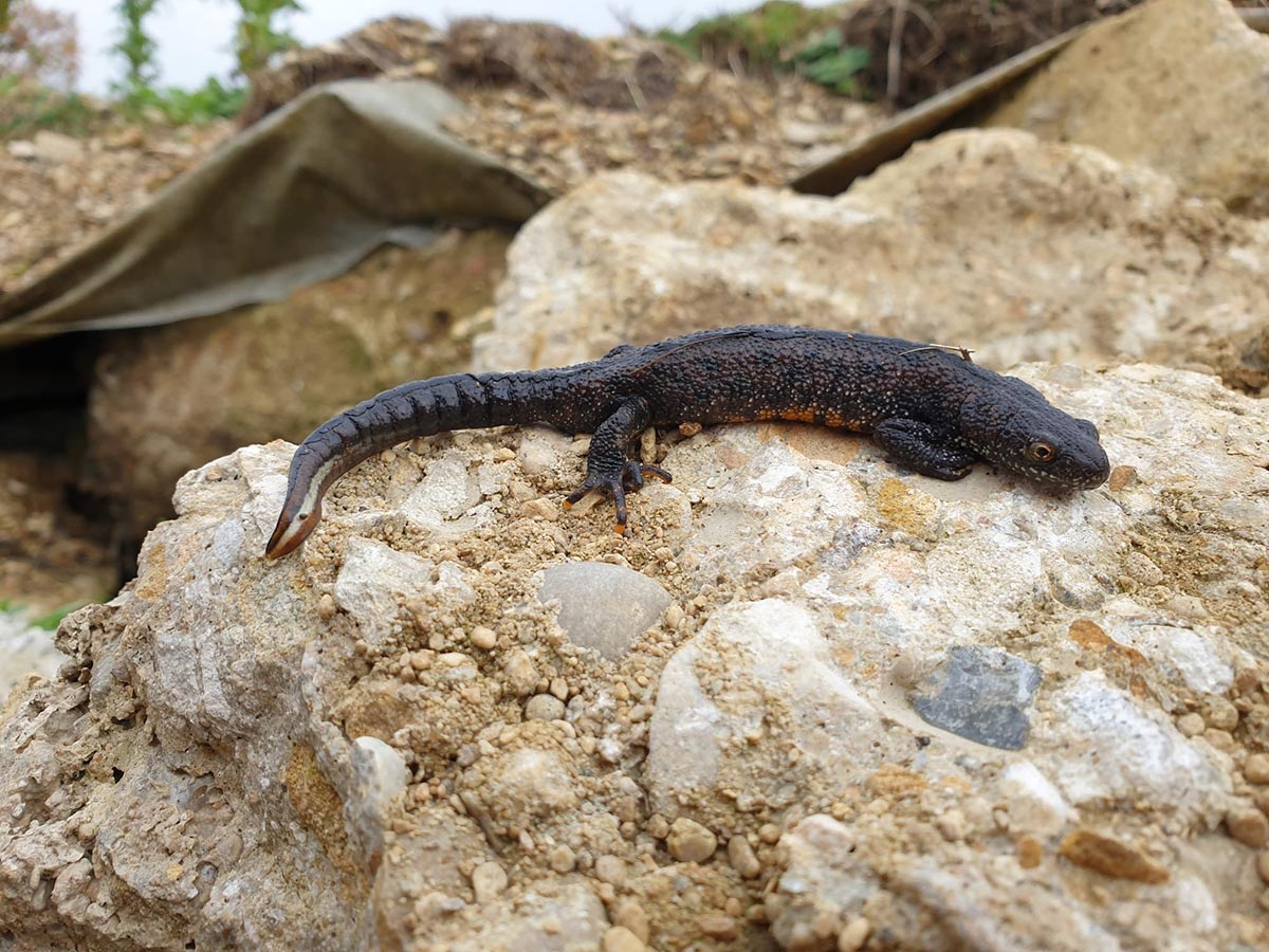 Great crested newt on rock