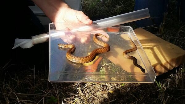 Adder handling