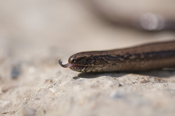 Slow worm