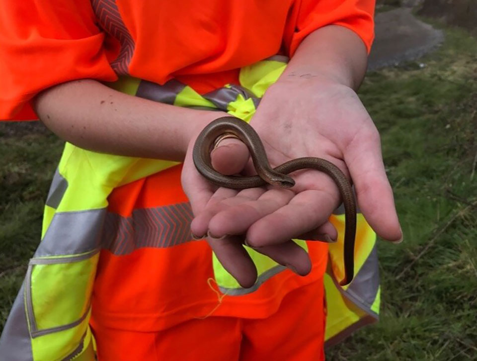 ecological+suveyor+with+snake