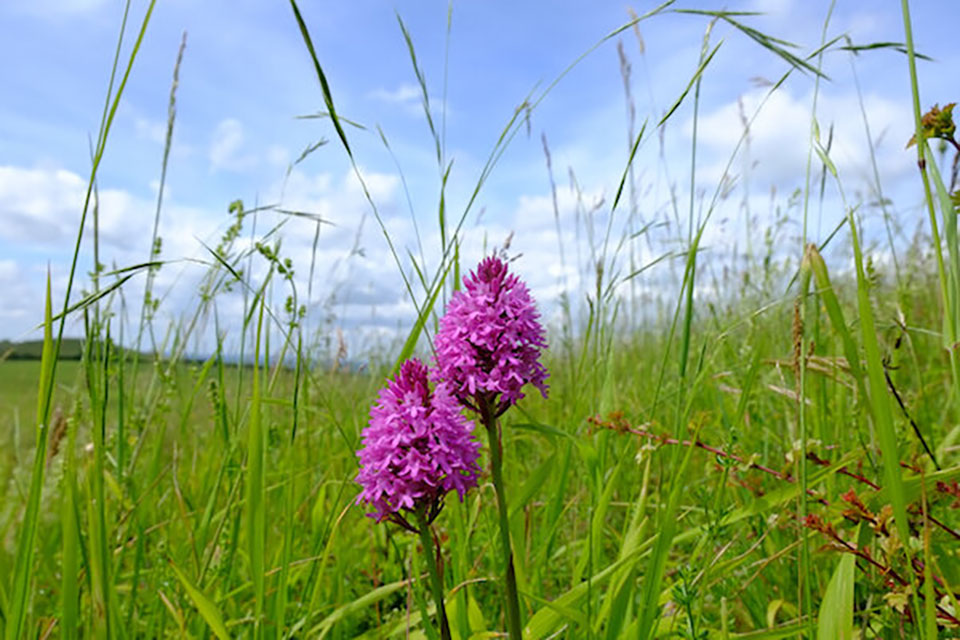 field with flower