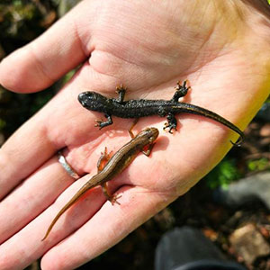 baby newts in hand