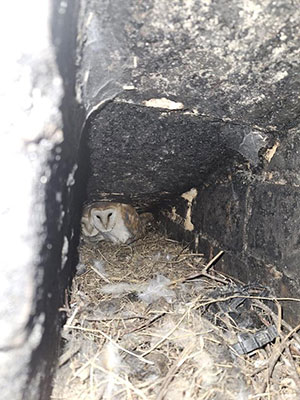 owls nesting