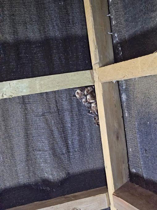 bats in corner old building