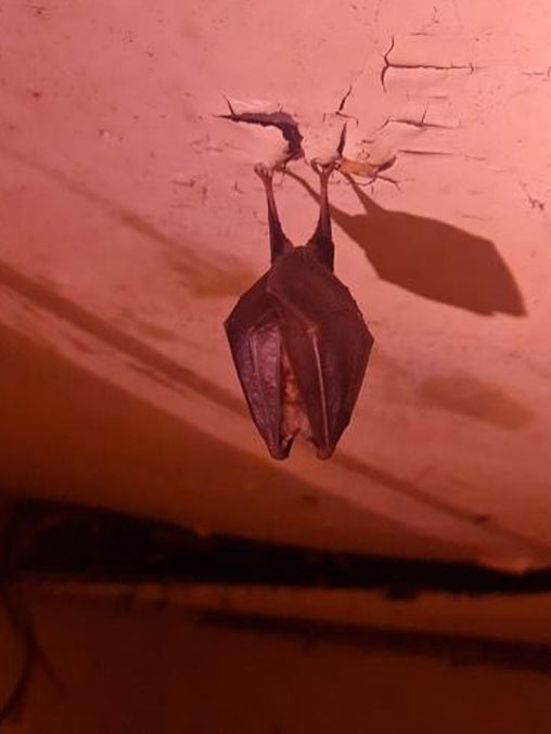 bat hanging