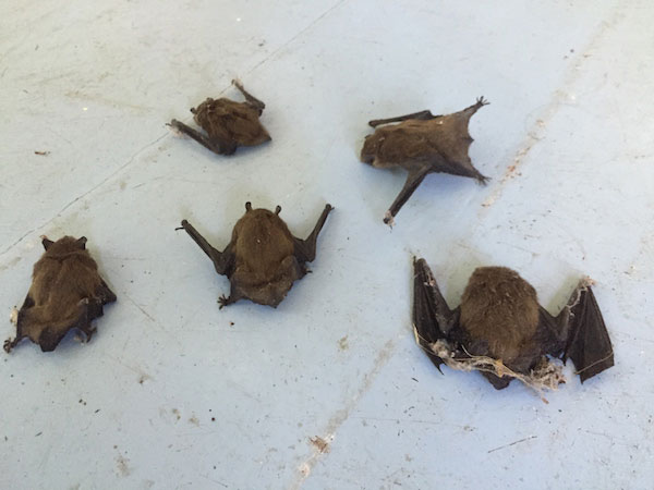 small bats