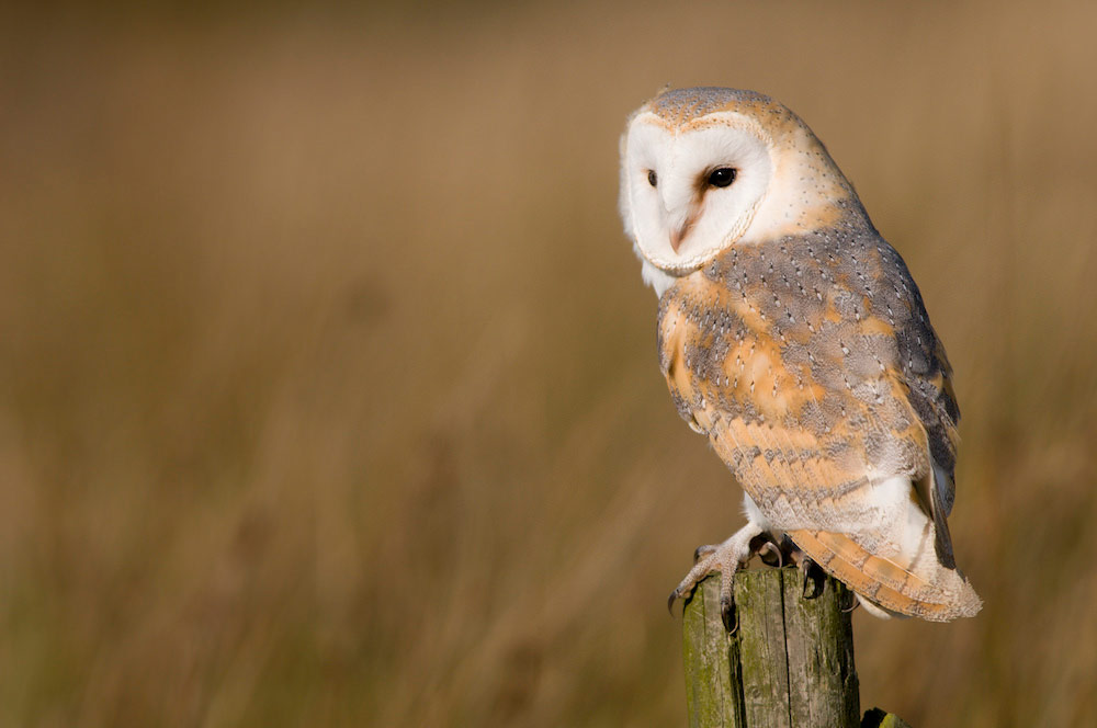 Barn owl
