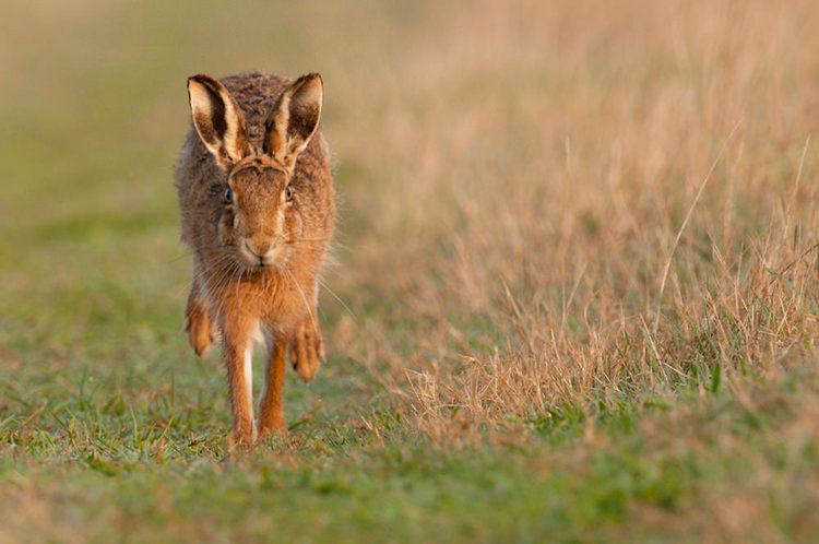 brown hare