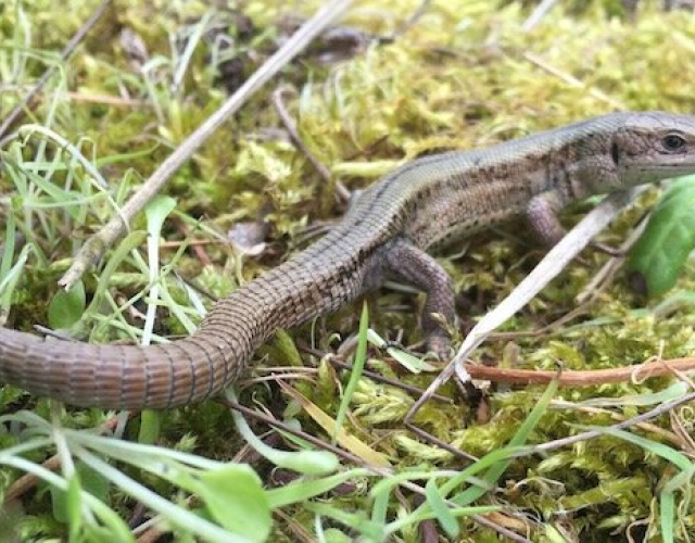 Common Lizard
