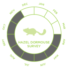 Dormouse Survey Cost