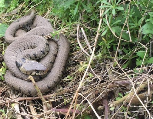 Grass Snake