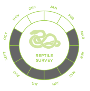 Reptile Survey Cost
