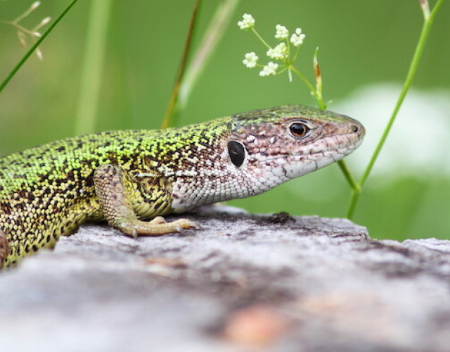 Sand Lizard