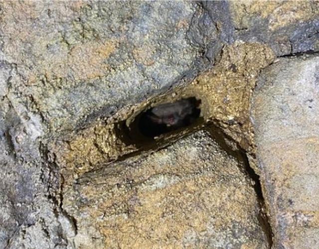 New gap in mortar occupied by Natterer’s bat