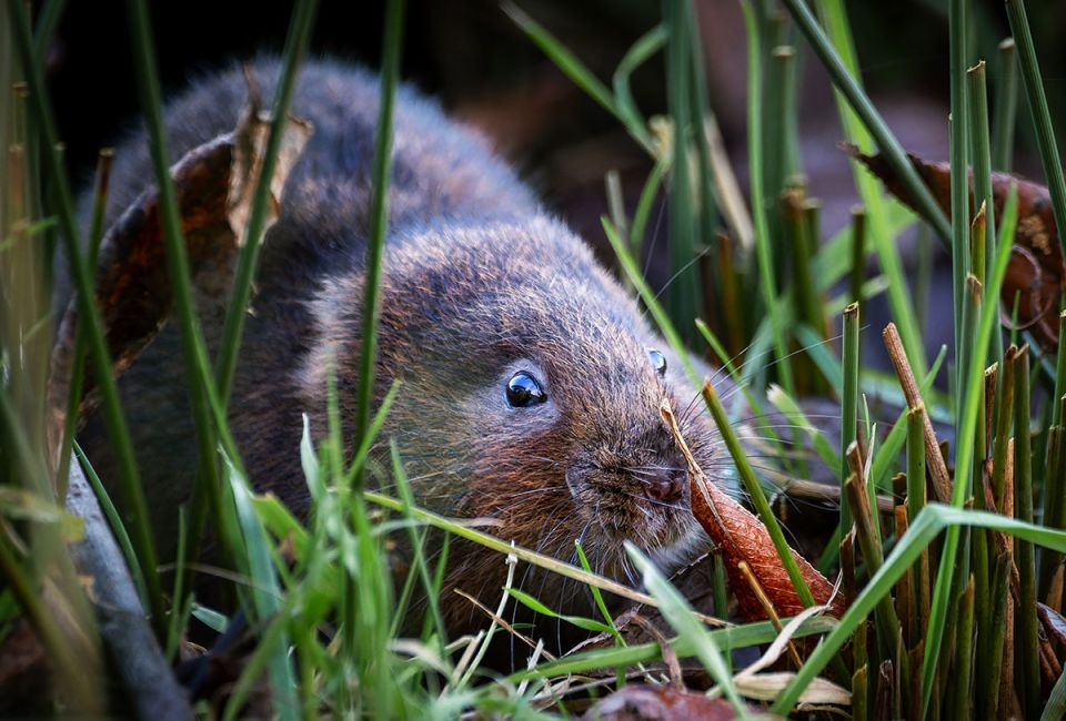 water vole
