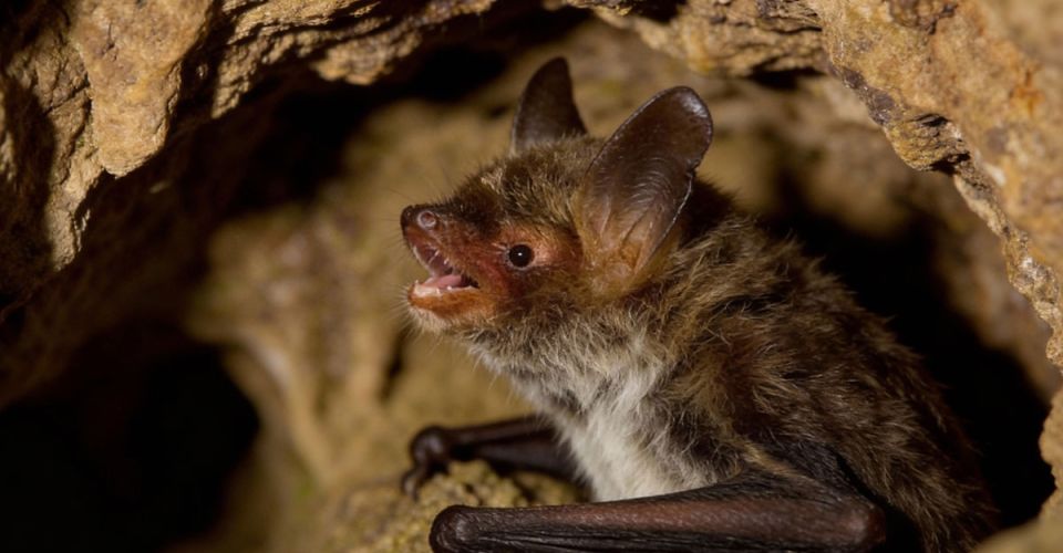 A bat perched in a cave, mouth open, revealing its teeth and tongue in a natural resting position.