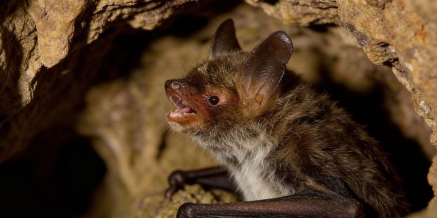 A bat perched in a cave, mouth open, revealing its teeth and tongue in a natural resting position.