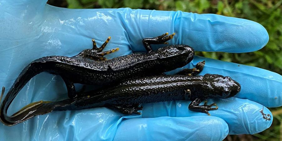 2 newts in hands
