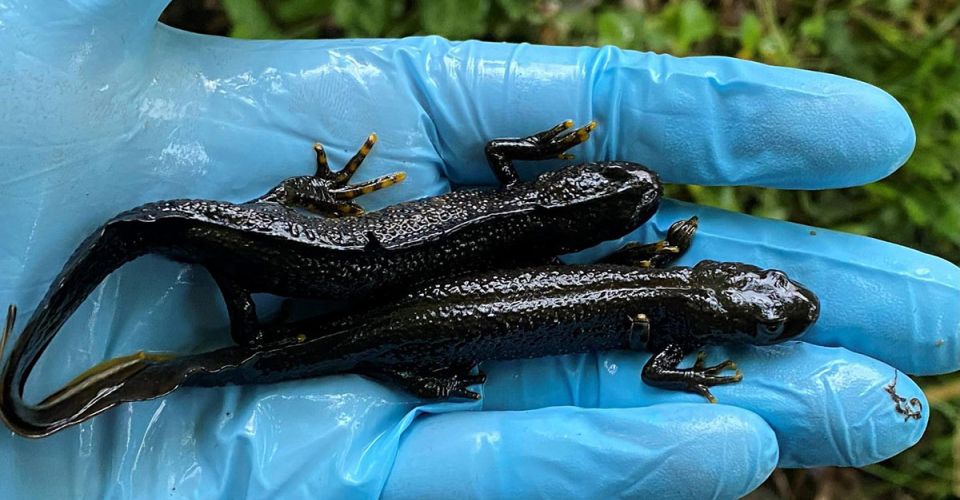 2 newts in hands