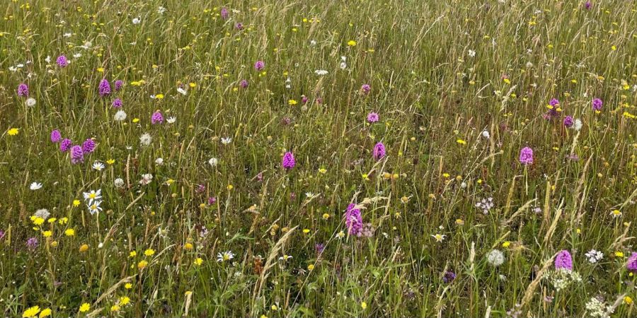 field of flowers