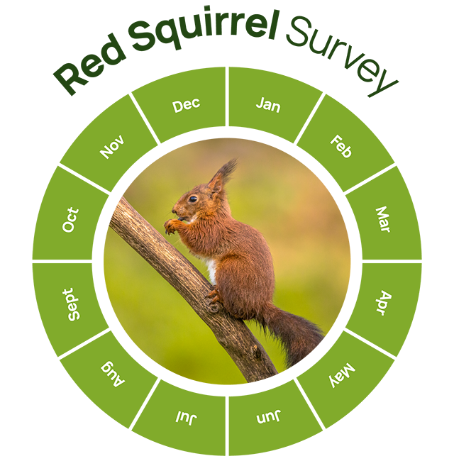 red squirrel survey graphic