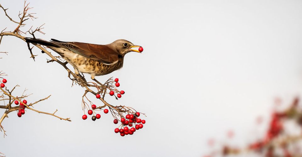 A bird sitting on a tree branch, surrounded by green leaves, showcasing its vibrant feathers.