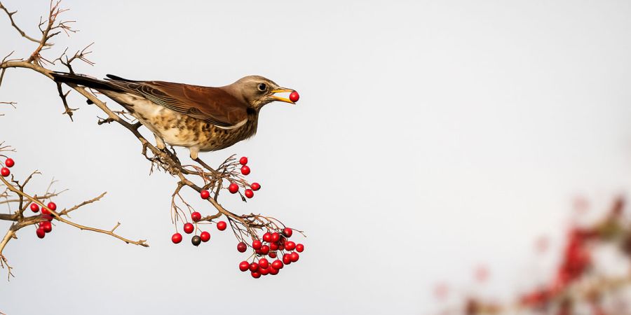 A bird sitting on a tree branch, surrounded by green leaves, showcasing its vibrant feathers.