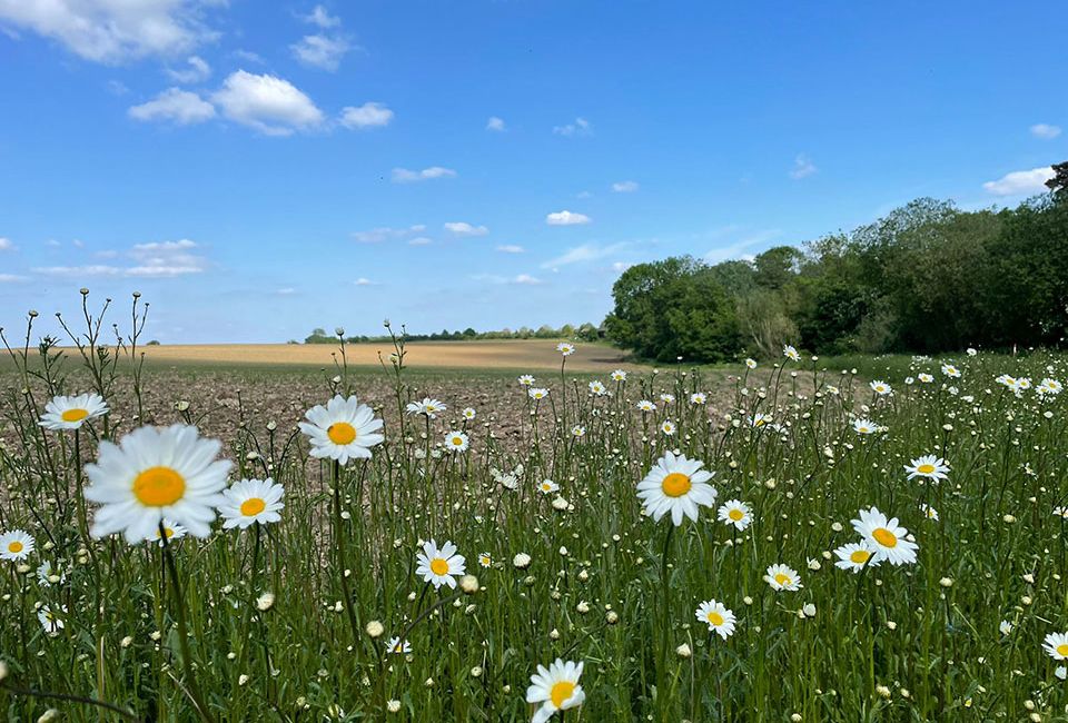 new build houses in front of field