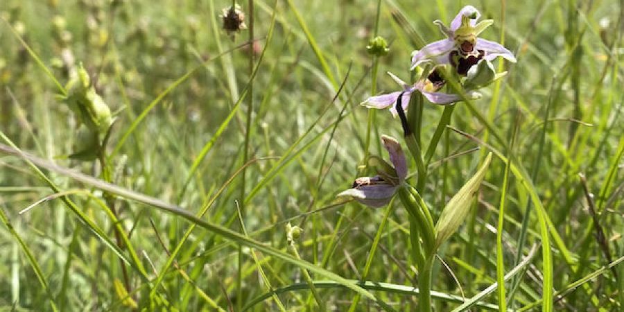 bee orchid