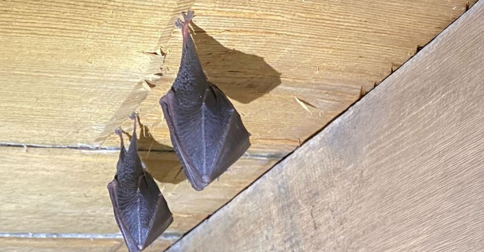 Two bats hanging from timber boards in a roof space.