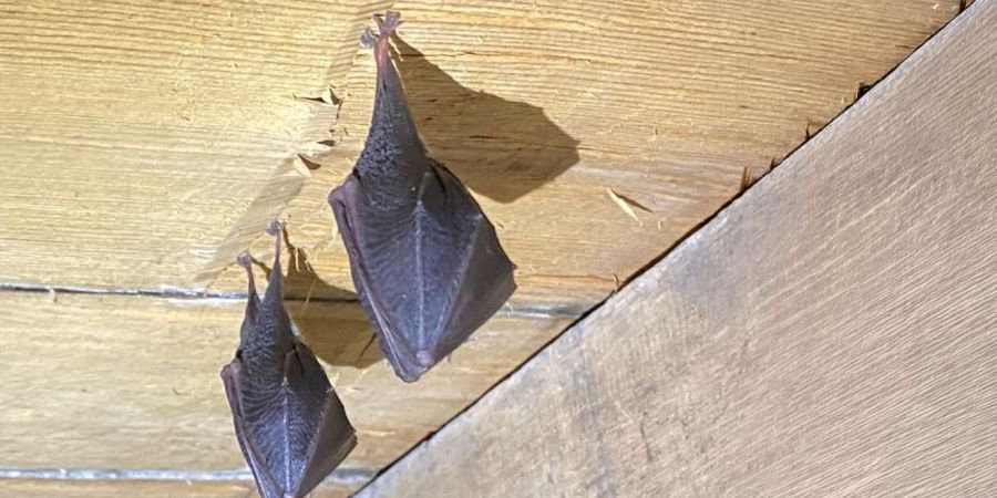 Two bats hanging from timber boards in a roof space.