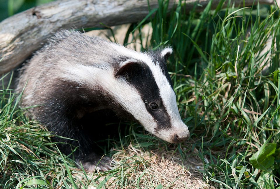badger