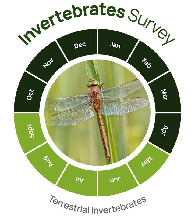 invertebrates survey graphic
